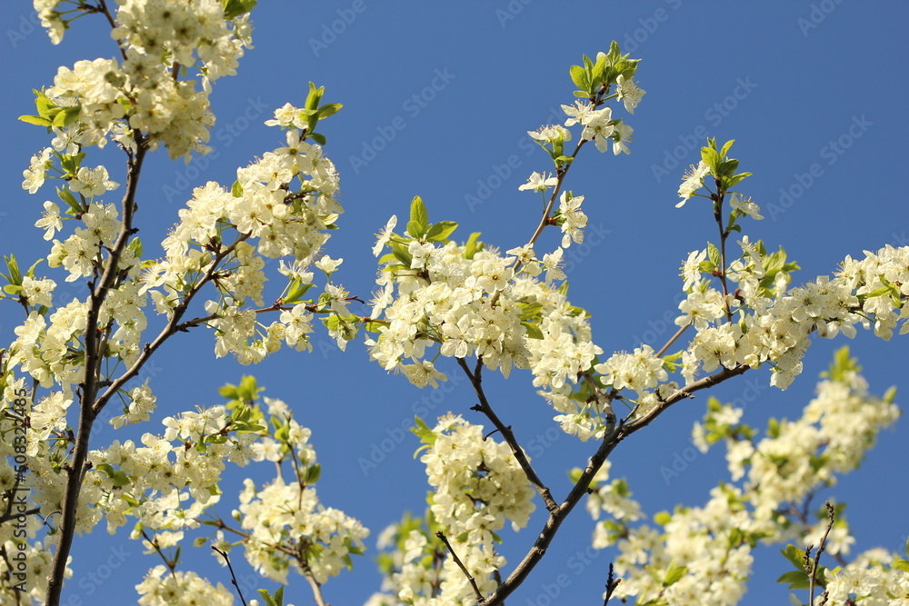 spring flowering of the pear tree, apple tree. a branch with flowers in close up on a blue sky background spring flowering of the pear tree, apple tree. a branch with flowers in close up on a blue sky background