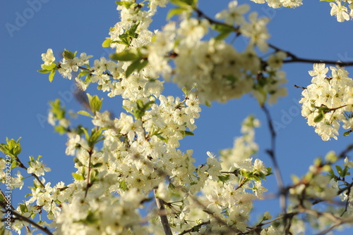 spring flowering of the pear tree, apple tree. a branch with flowers in close up on a blue sky background