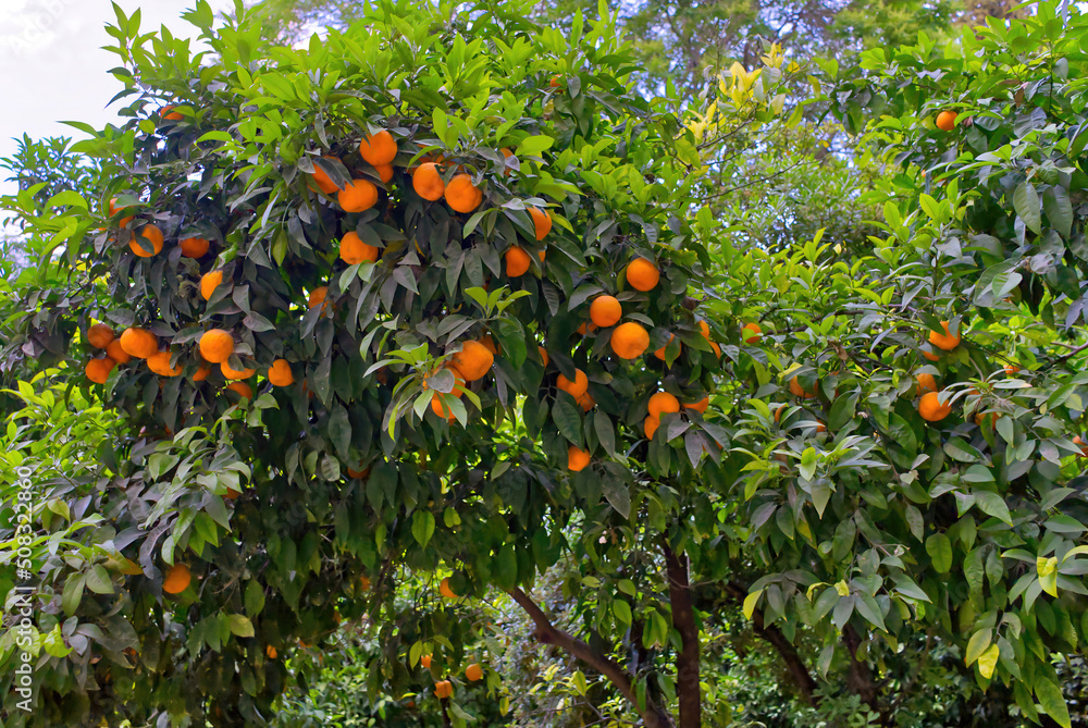 oranges in the central park of athens. close up