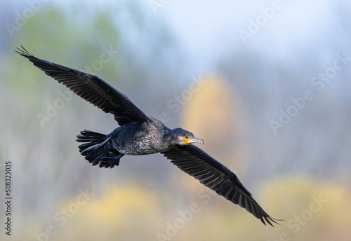 a close-up with a cormorant in flight
