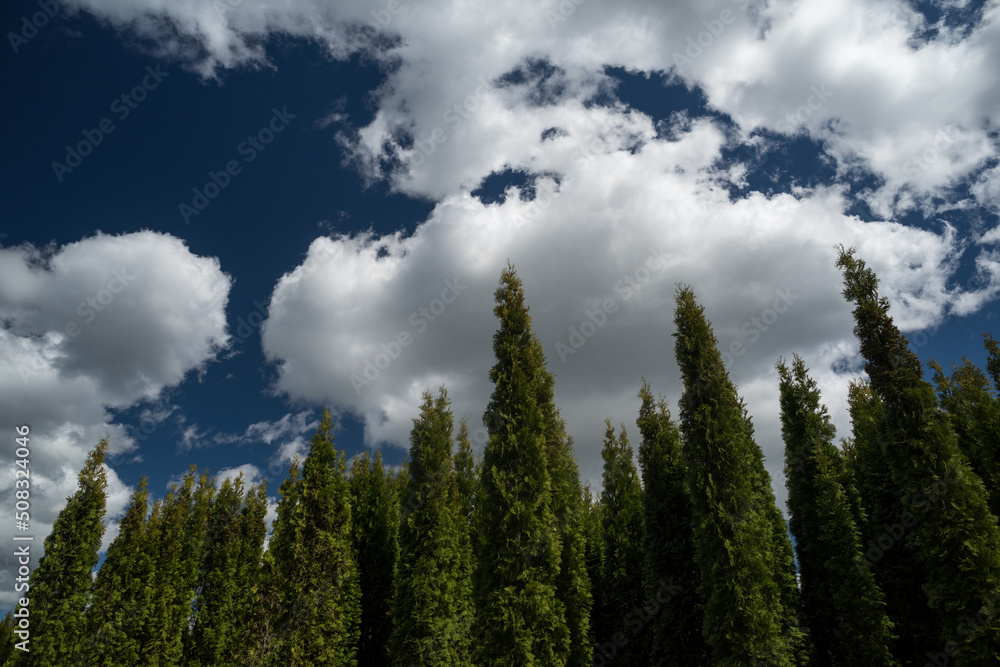 Tuyas and cloud sky at forest nursery Tuyas and cloud sky at forest nursery