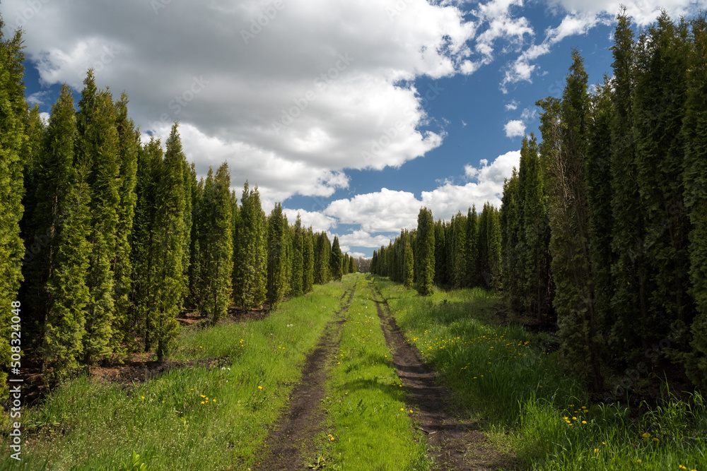 Tuya forest nursery with country road