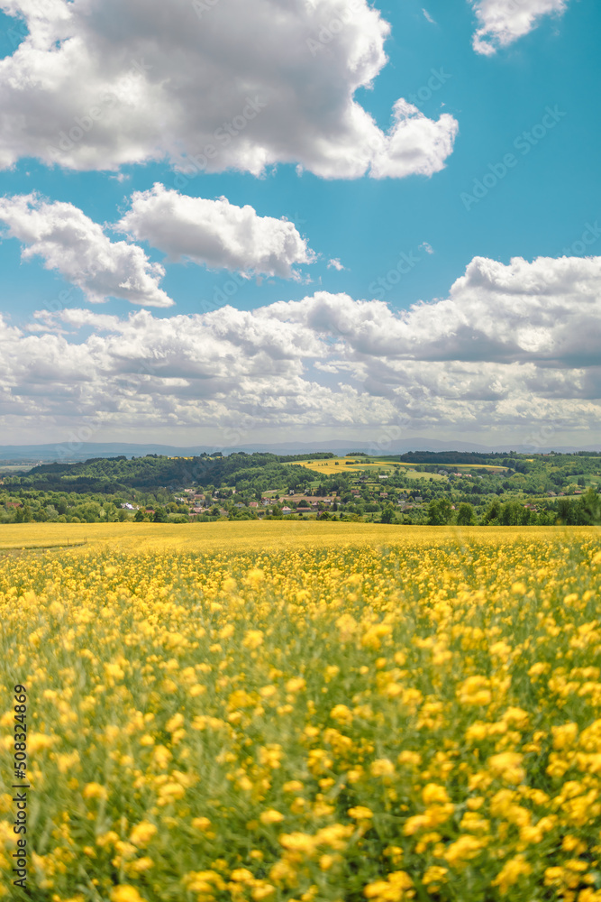 field of blooming yellow flowers and blue air clouds on a background field of blooming yellow flowers and blue air clouds on a background