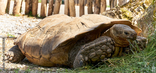 turtle in the park