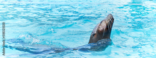 sea lion in the water