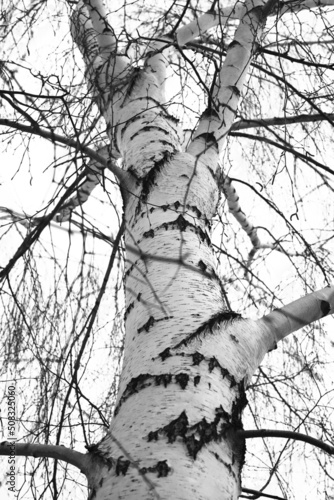 Wallpaper Mural Birch tree without leaves in winter. Birch trunk and branches closeup. Black and white photography. Torontodigital.ca