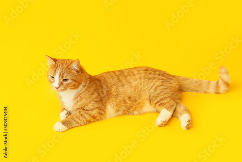 Cute cat on yellow background
