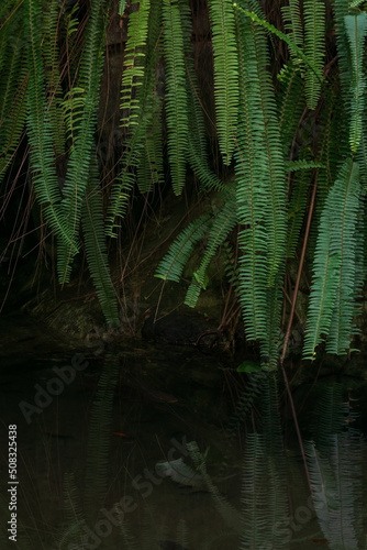 Green fern thickets over water © Anastasiia