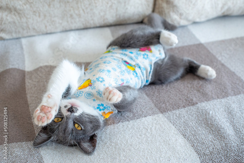 Sick domestic cat lies after surgery at home on sofa in clothes. Postoperative bandage. Care of pet after cavitary operation. Castration, sterilization. Care and treatment. Love for pets.