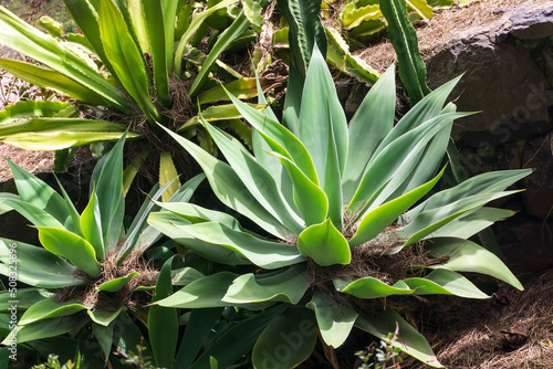 Green agave bushes in the park