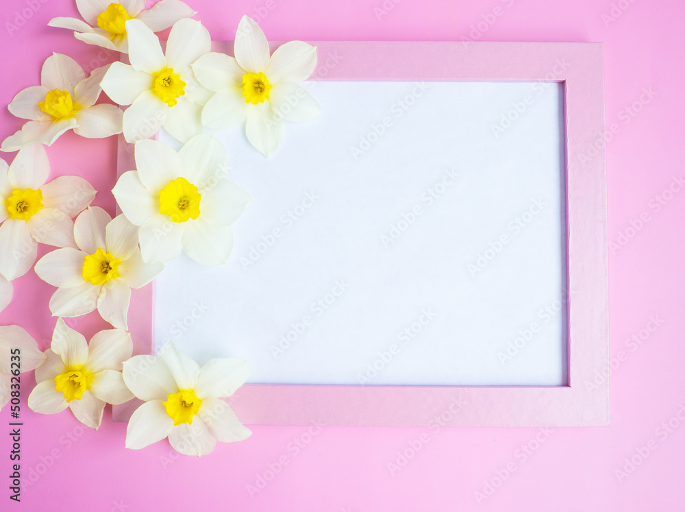 white flowers daffodils lie on a pink background around a pink blank frame. copy space