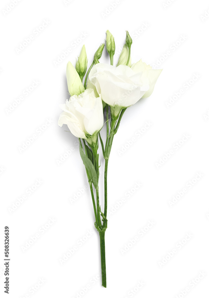 Eustoma flowers isolated on white background