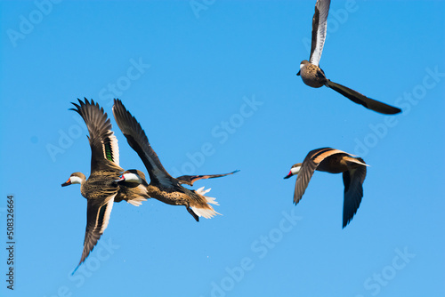 Canvas Print White cheeked pintail, in flight, La Pampa Province, Patagonia, Argentina