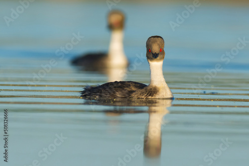 Silvery Grebe in Pampas Lagoon, La Pampa Province, Patagonia, Argentina.