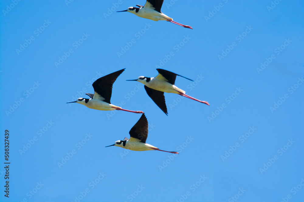 Obraz premium Black necked Stilt, Himantopus melanurus, La Pampa Argentina