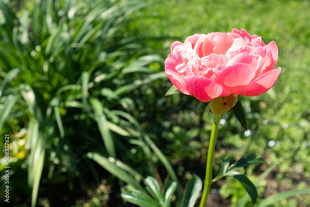 A single pink peony on blurred green grass background at the sunny day, side view. Peony bud shot at close range for poster, calendar, post, screensaver, wallpaper, card, banner, cover, website A single pink peony on blurred green grass background at the sunny day, side view. Peony bud shot at close range for poster, calendar, post, screensaver, wallpaper, card, banner, cover, website