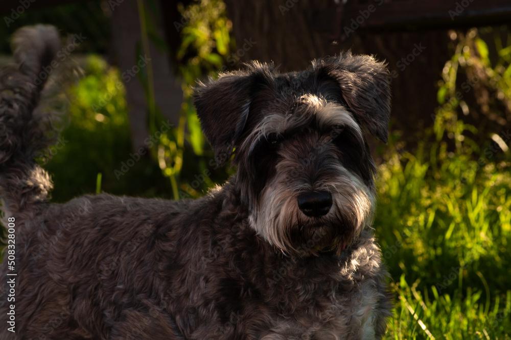 A large female dognauzer