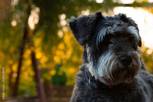 A large female dognauzer