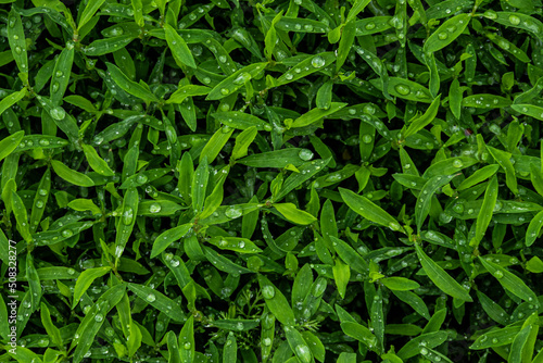 Wet grass after rain