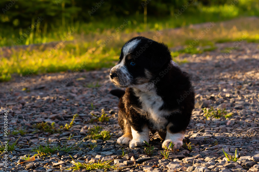 A little puppy outdoors in the countryside