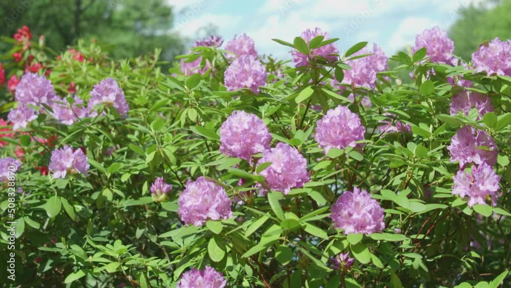 Beautiful bush blooming roses on a summer day in the park. Rose garden.
Beautiful bush blooming roses on a summer day in the park. Rose garden.