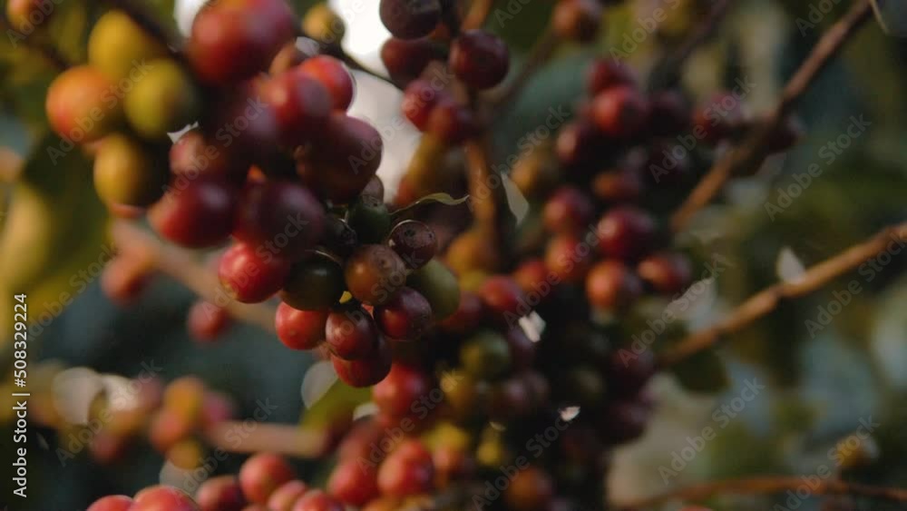 Closeup of coffee bean, tree and its leaves Closeup of coffee bean, tree and its leaves