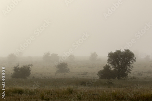 Kgalagadi in the mist