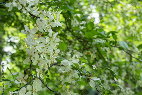 ズミ(Malus toringo)の花が満開の枝／バラ科リンゴ属