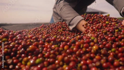Farmer man hands picking up coffee beans