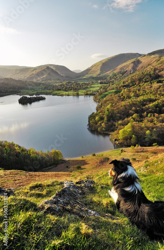 Border collie sheepdog on Loughrigg Fell looks over Grasmere valley and lake in Lake District National Park, Cumbria, England. photo