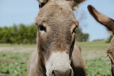 Miniature donkey face close up on farm during summer.