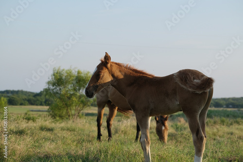 Foal horse close up during early morning on ranch in Texas pasture.