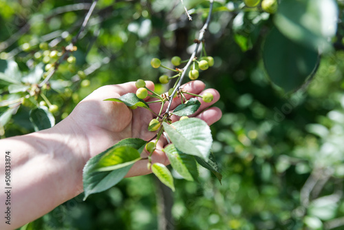 gardener's hand is holding Green cherries.