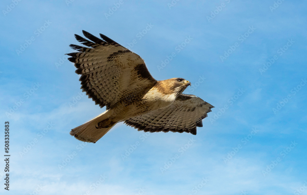 Fototapeta premium Red-tailed hawk soaring above the Pike National Forest