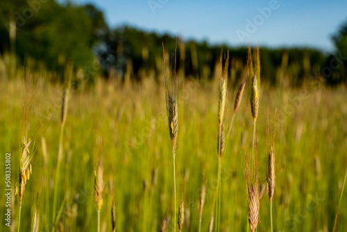 łąki, pola, letnie łąki, łąki i lasy, Kwitnące trawy, zielone łąki, słoneczny dzień na wsi 