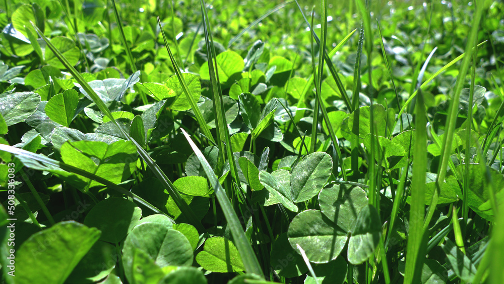 Texture grass. Pattern texture of leaves. Plants texture for designers. Tropical leaves texture. Background tropical grass. Plants pattern. Background wallpaper. Wall abstraction. Abstract texture. Cl Texture grass. Pattern texture of leaves. Plants texture for designers. Tropical leaves texture. Background tropical grass. Plants pattern. Background wallpaper. Wall abstraction. Abstract texture. Cl