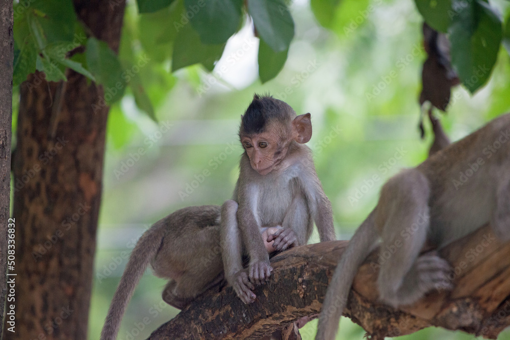 Fototapeta premium 可愛いサル