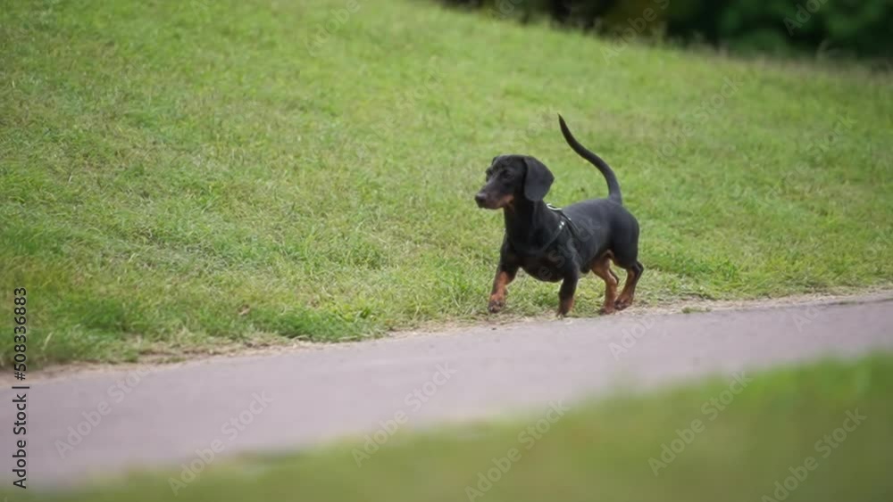 Small dachshund dog running on a sidewalk in the park. Slow motion. Small dachshund dog running on a sidewalk in the park. Slow motion.