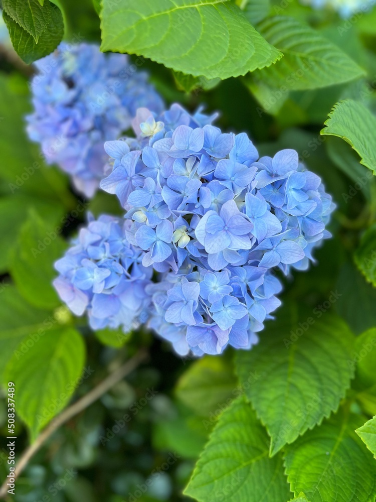 Blue hydrangea Blue hydrangea