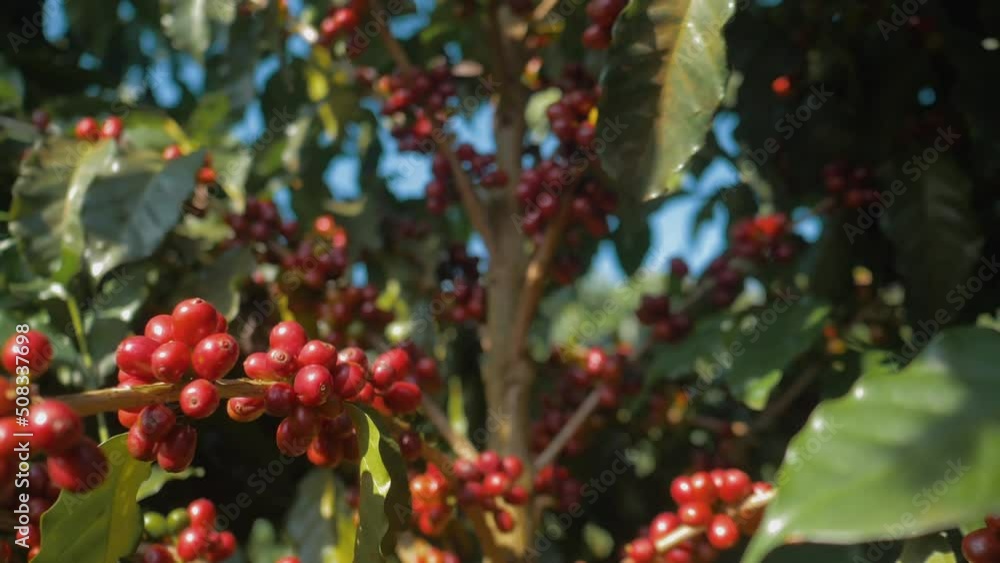 Closeup of coffee bean, tree and its leaves Closeup of coffee bean, tree and its leaves