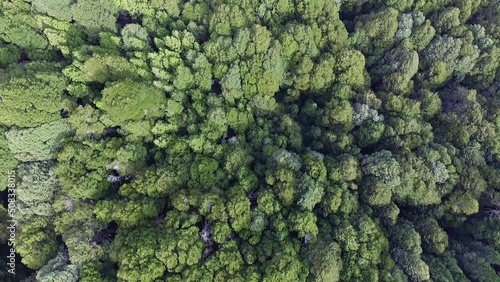 Forest background. Aerial top view of the green woods. Beautiful vegetation texture and pattern.