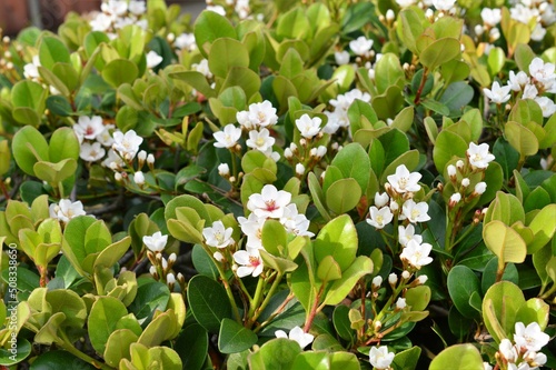 シャリンバイ(車輪梅）