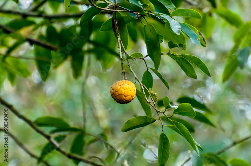 The sugar-apple or sweet-sop (ariticum in Brazil) in tree background. photo