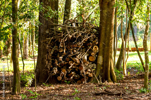 Stacks of firewood, stacks of dry wood and sticks for campfires.