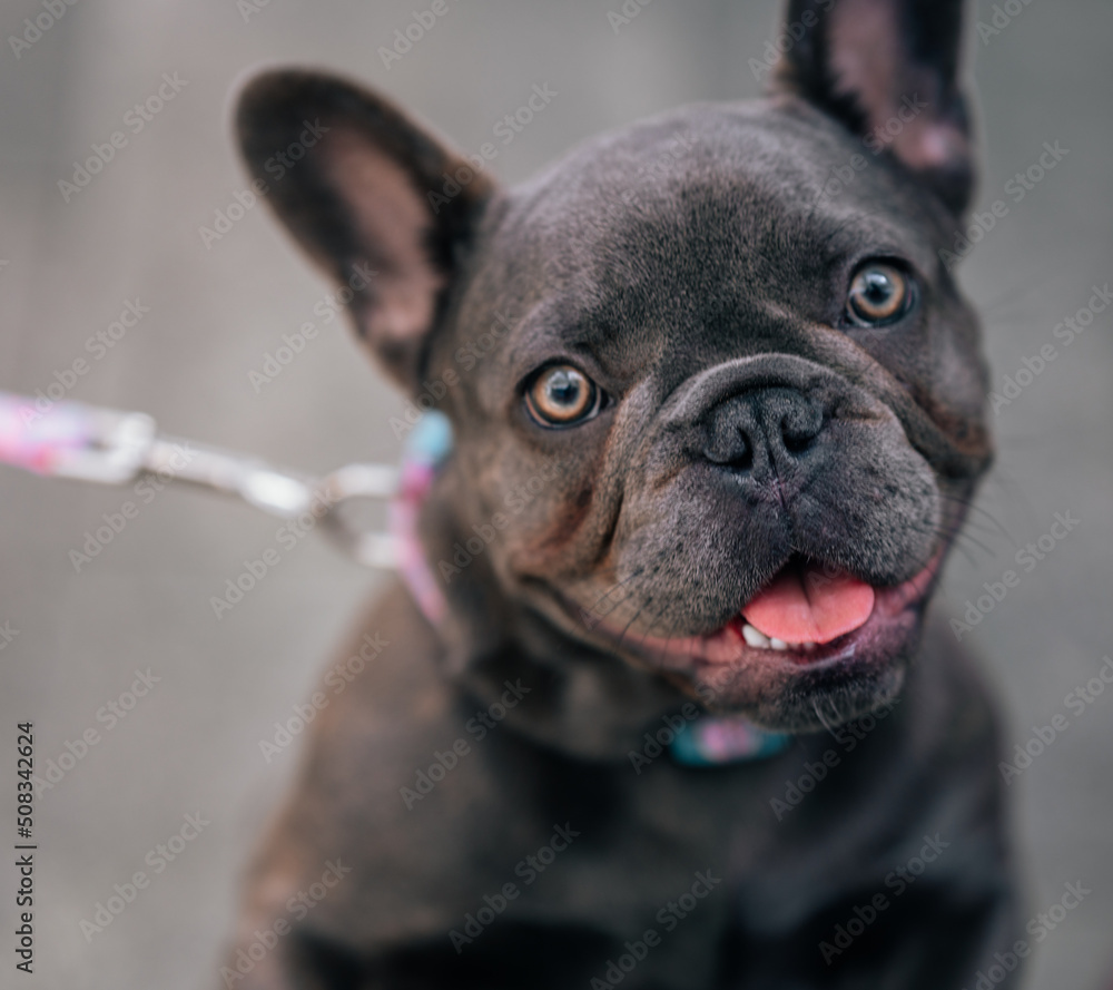 french bulldog puppy looking up