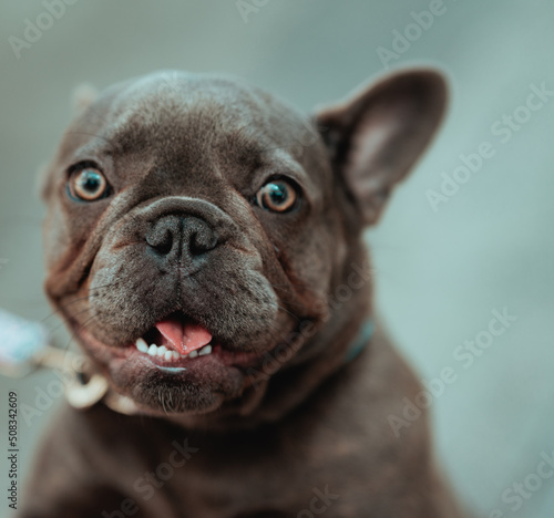 french bulldog puppy cute love animal  © Alberto GV PHOTOGRAP