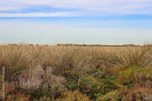 wetlands landscape with grasses and fields