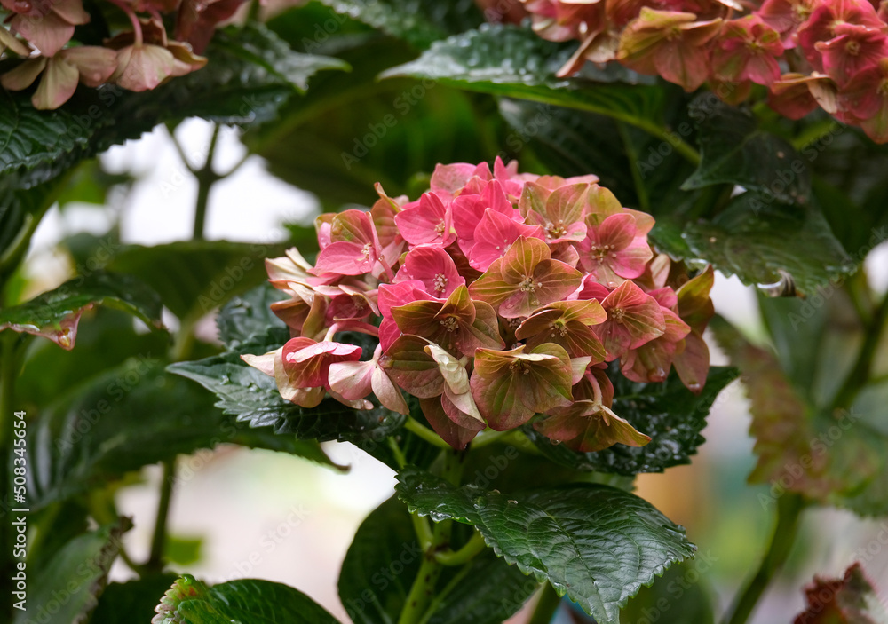 Beautiful flowering pink hydrangea Beautiful flowering pink hydrangea