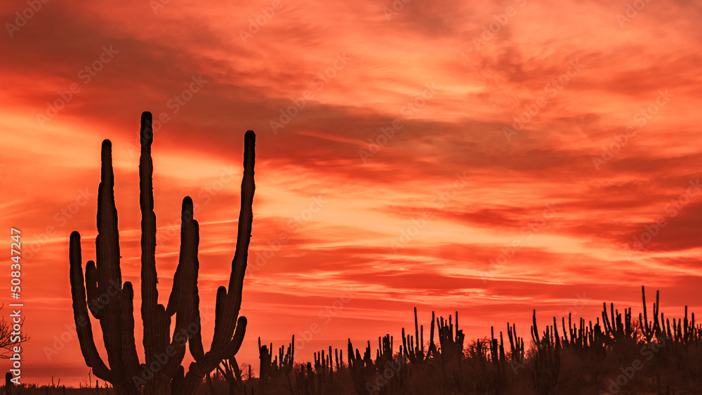 Amazing sunset over a cactus field