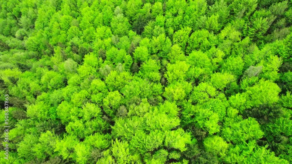 Aerial view of Carpathian mountains covered with coniferous forests. Picturesque landscape drone view. Picture of wild area. Aerial view of Carpathian mountains covered with coniferous forests. Picturesque landscape drone view. Picture of wild area.